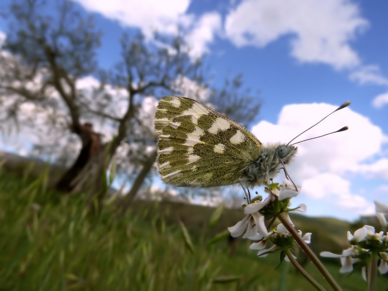 farfalle e uliveti